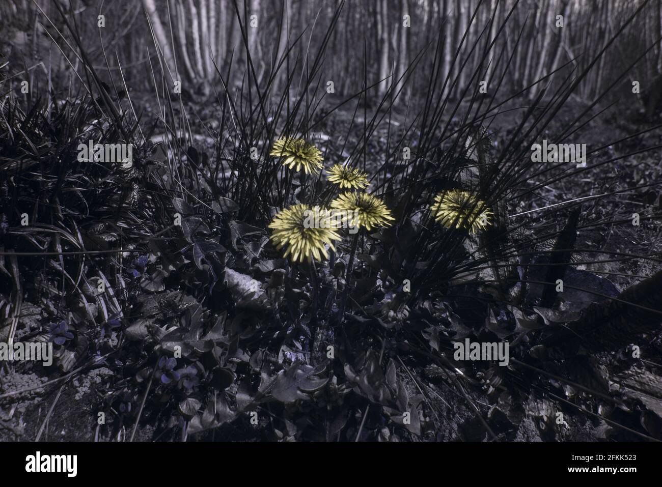 Ultraviolet flower bee hires stock photography and images Alamy