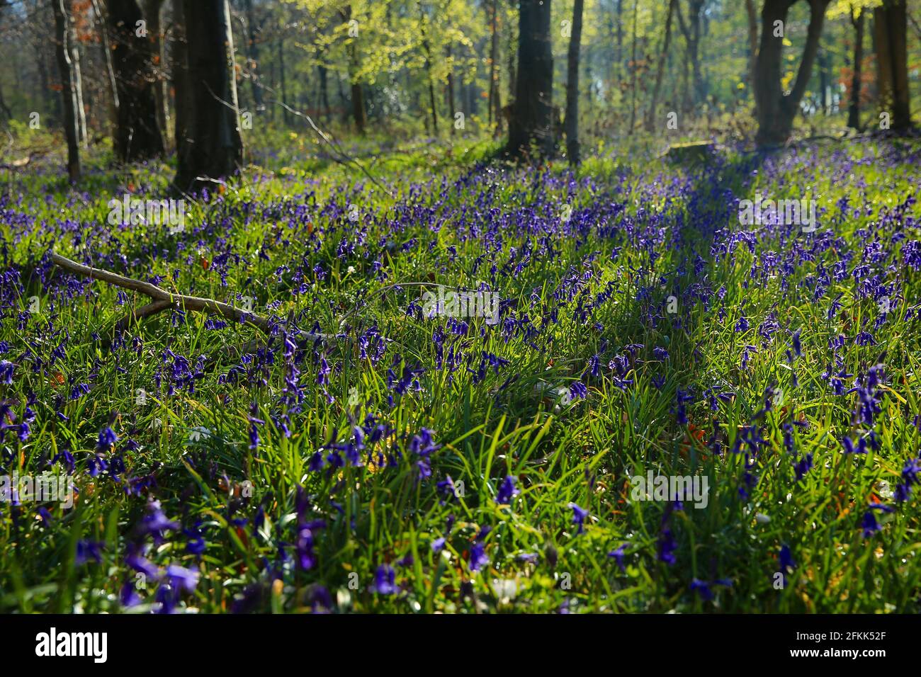 Bluebells in the woods, Gloucestershire May 2021. The bluebell is a symbol of humility, constancy, gratitude and everlasting love. Stock Photo