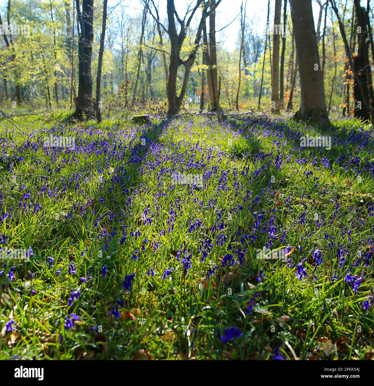 Bluebells in the woods, Gloucestershire May 2021. The bluebell is a symbol of humility, constancy, gratitude and everlasting love. Stock Photo