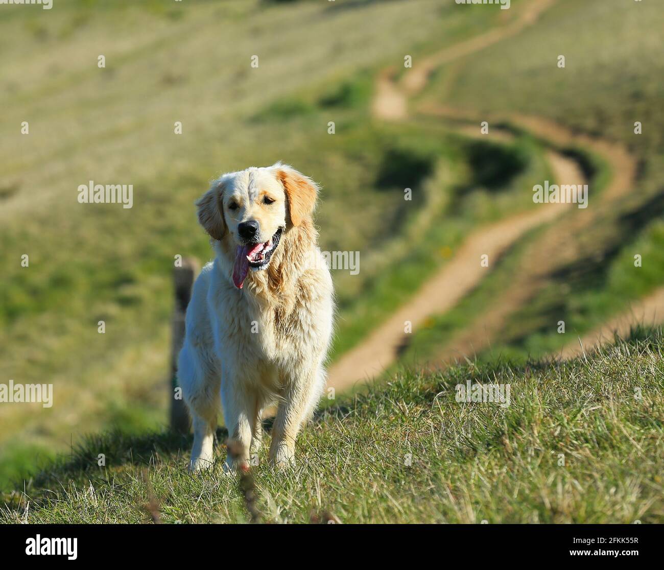 Happy Labrador bounding towards the photographer, eager to say hello ...