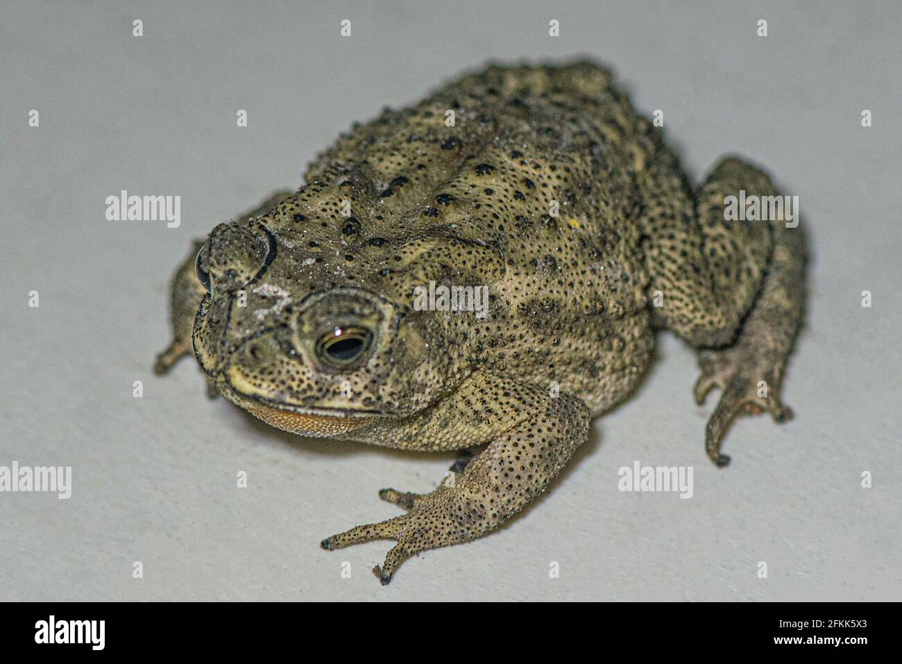 Jute Insects Jute insect hi-res stock photography and images - Alamy