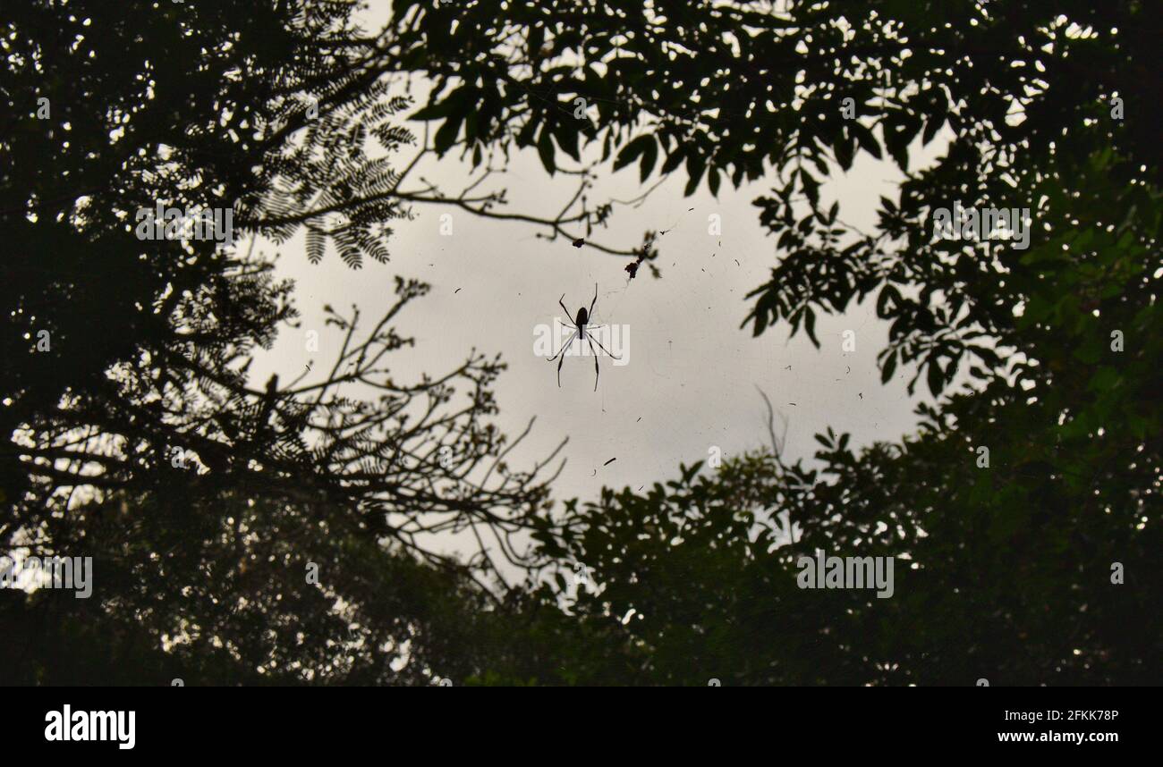 silhouette of a spider in the leaves of trees Stock Photo - Alamy