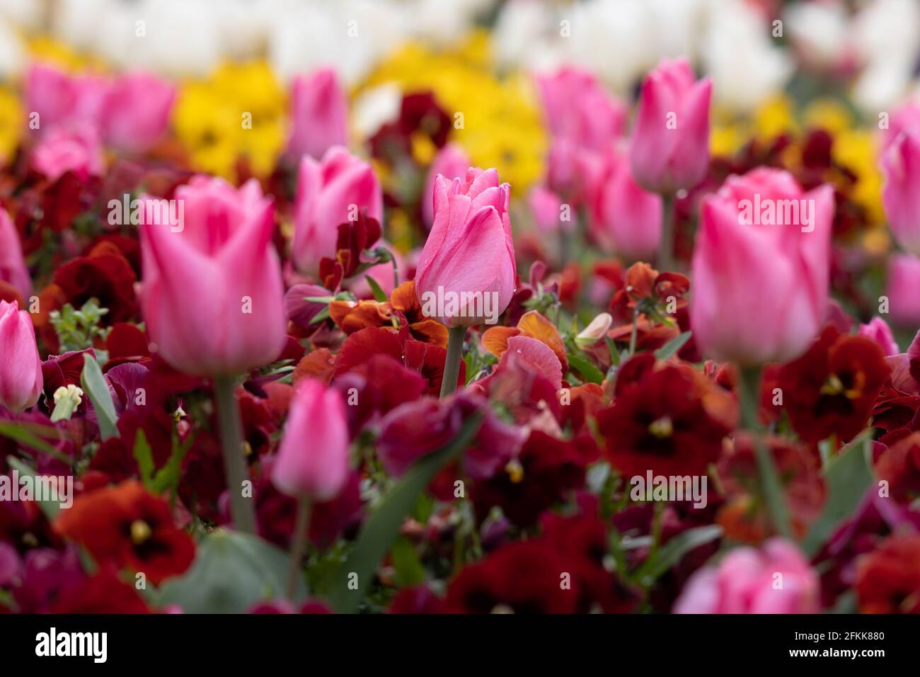colorful fresh pink tulips in a bed of spring flowers blurred background Stock Photo