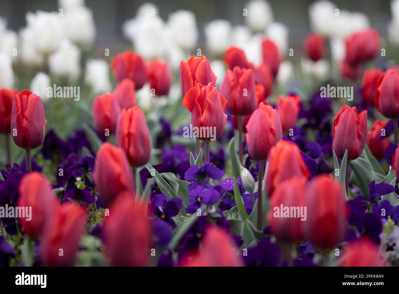colorful fresh red tulips in a bed of spring flowers blurred background Stock Photo