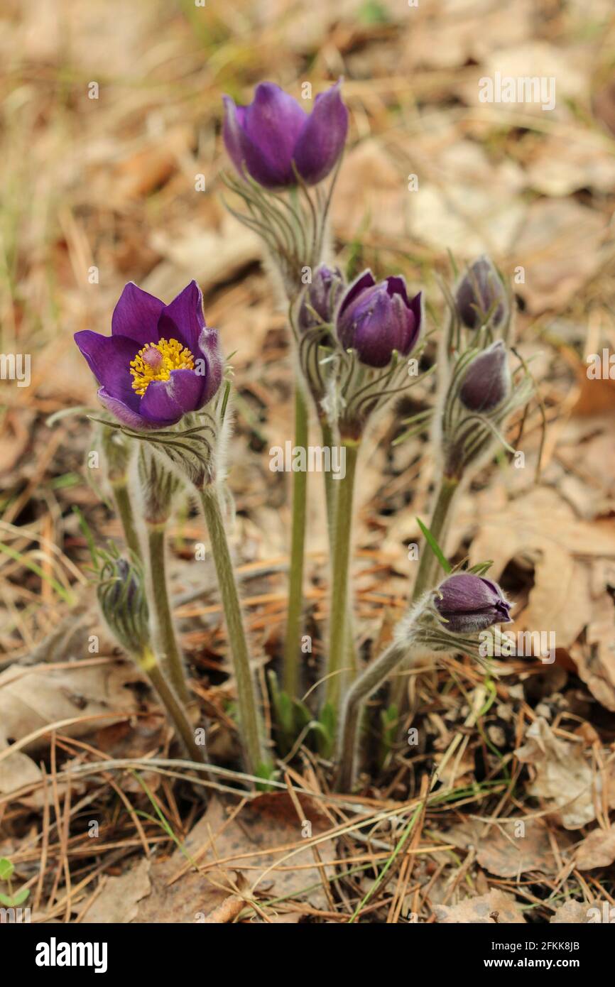 First spring flowers dream herb in the forest Stock Photo