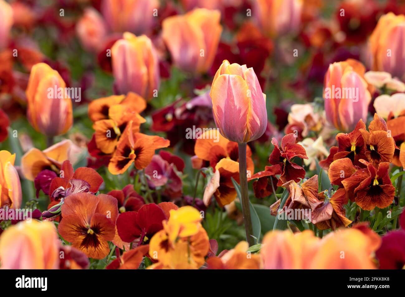 colorful fresh orange tulips in a bed of spring flowers blurred background Stock Photo