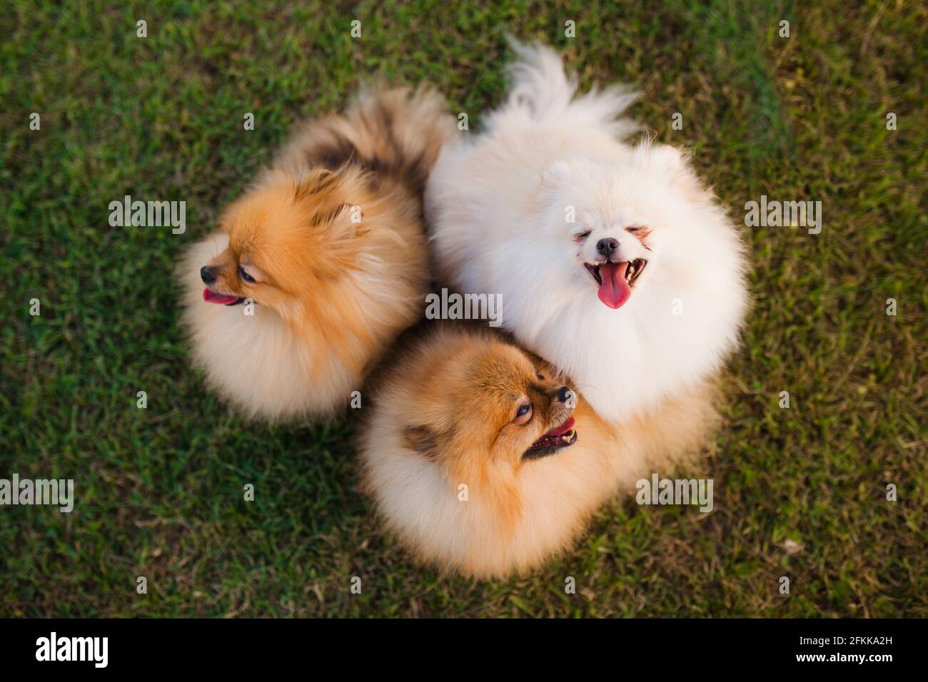 three Zverg Spitz Pomeranian puppies sitting on grass Stock Photo - Alamy