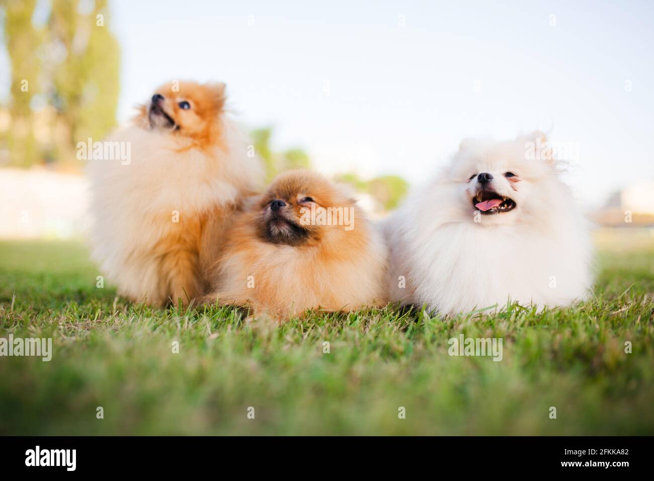 three Zverg Spitz Pomeranian puppies sitting on grass Stock Photo - Alamy