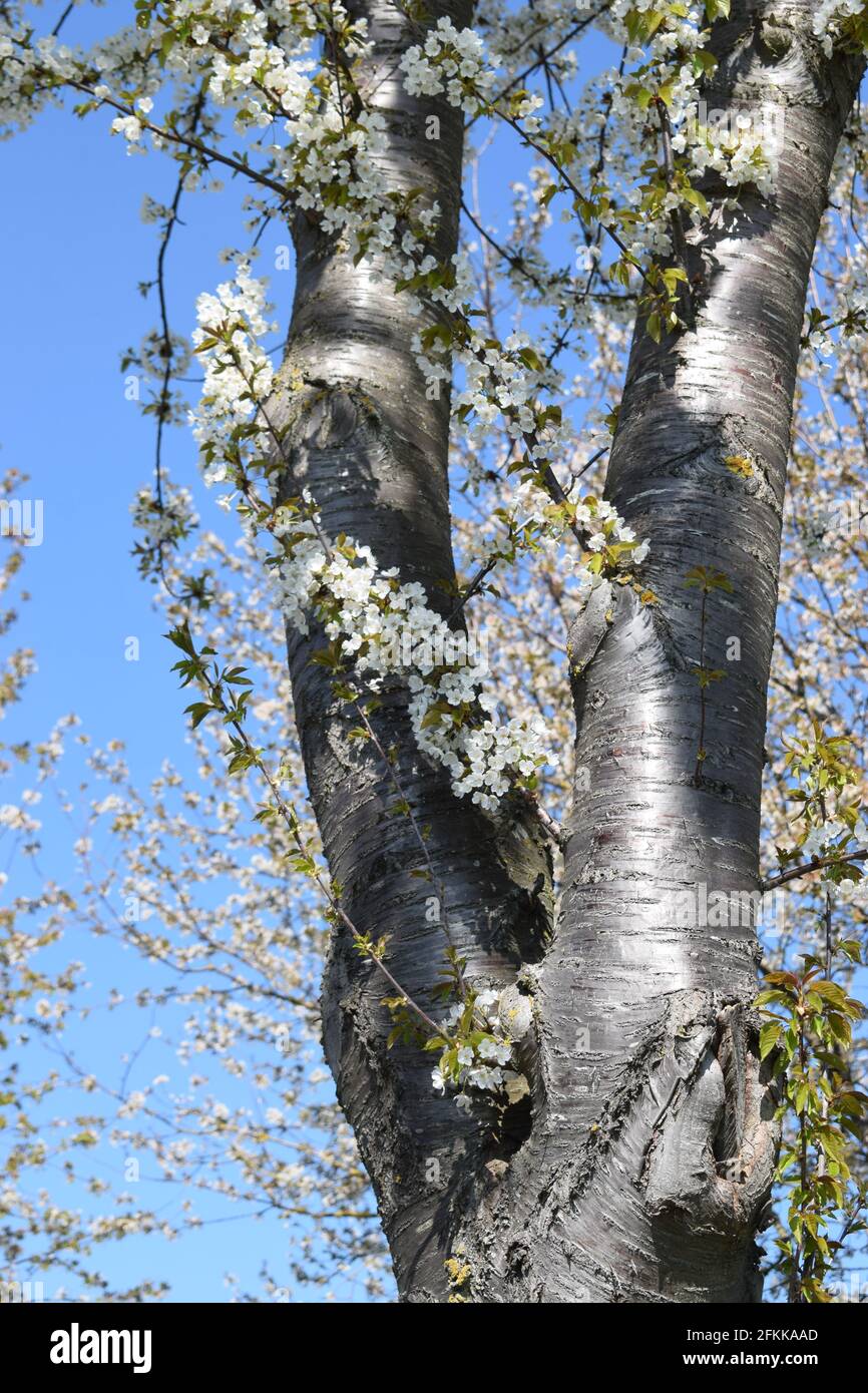 white blooming cherry tree at the roadside Stock Photo Alamy