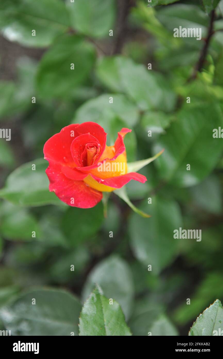 Red with yellow reverse Hybrid Tea rose (Rosa) Chivalry blooms in a garden in May Stock Photo