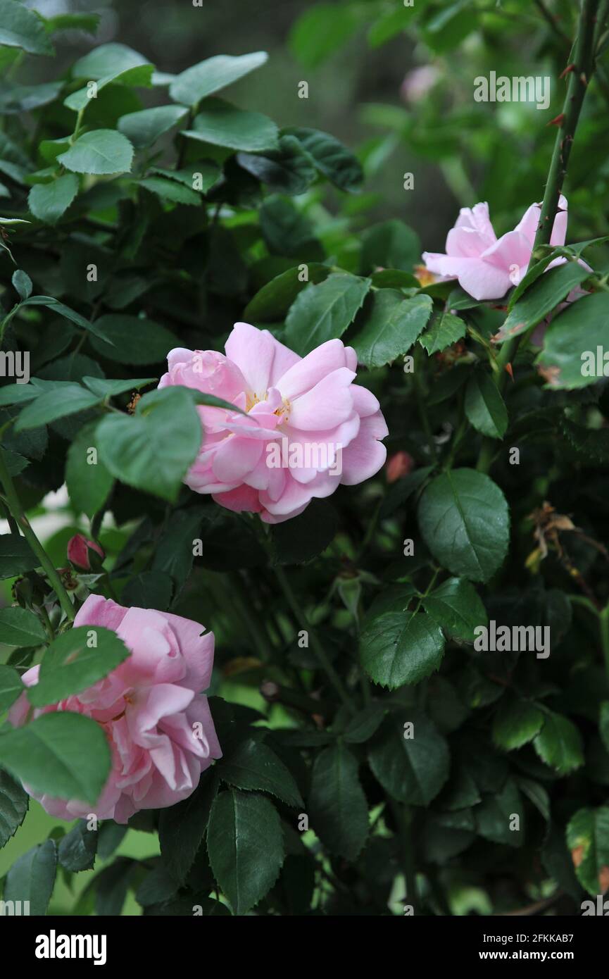 Pink Hybrid Wichurana rose (Rosa) Christine Wright blooms in a garden in  July Stock Photo - Alamy