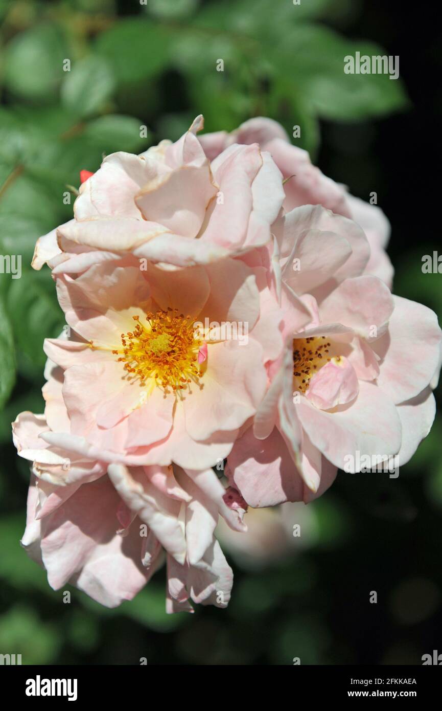 Pink Large-Flowered Climber rose (Rosa) Clair Matin blooms in a garden in June Stock Photo