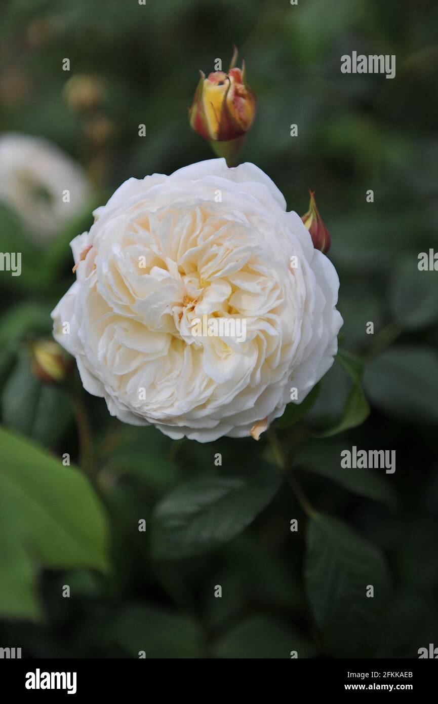 White English shrub rose (Rosa) Claire Austin blooms in a garden in May Stock Photo