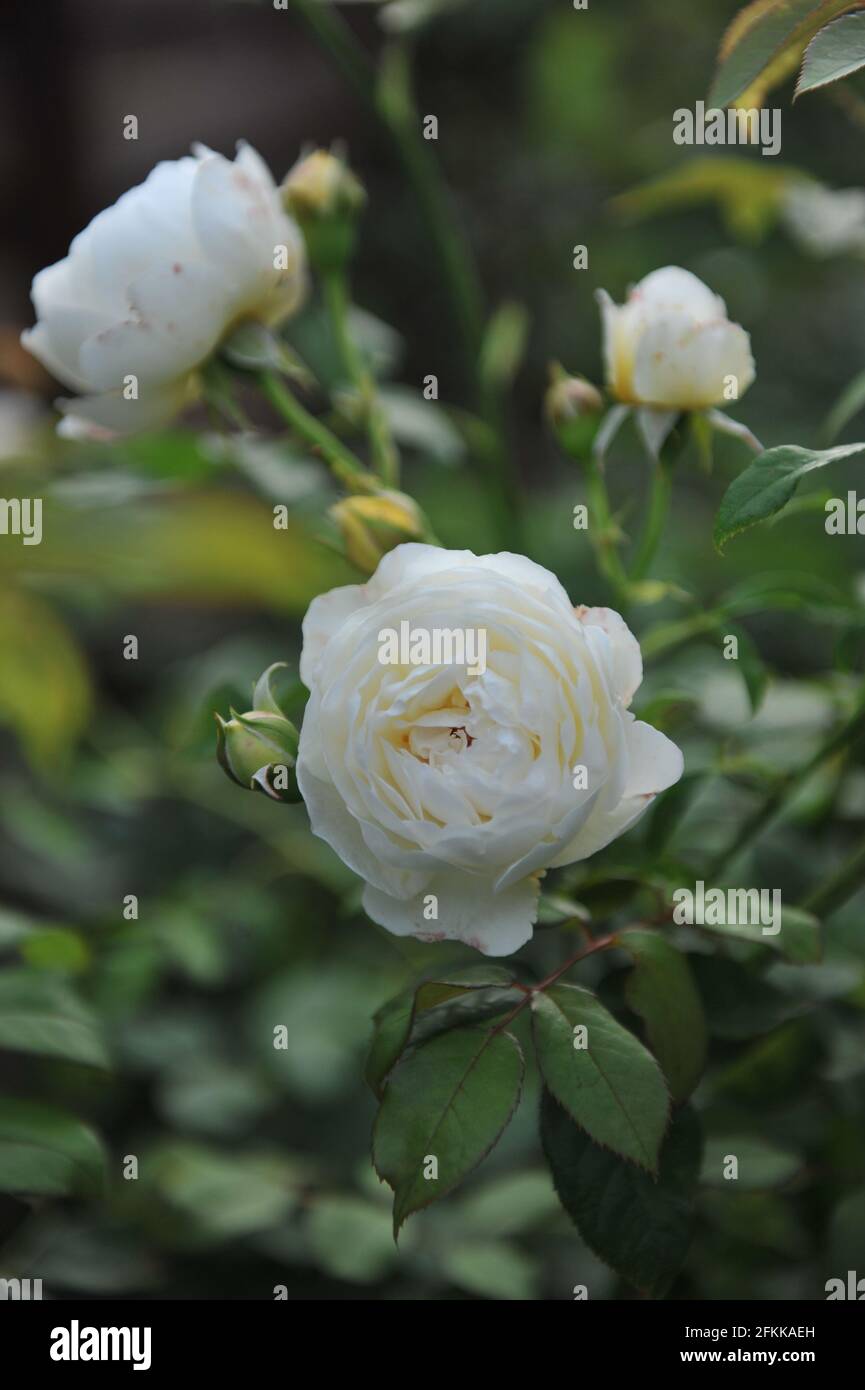 White English shrub rose (Rosa) Claire Austin blooms in a garden in summer Stock Photo