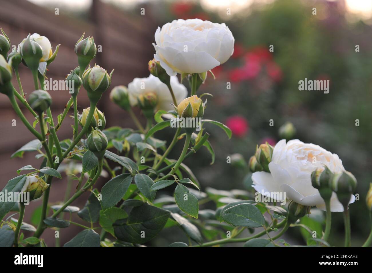 White English shrub rose (Rosa) Claire Austin blooms in a garden in summer Stock Photo