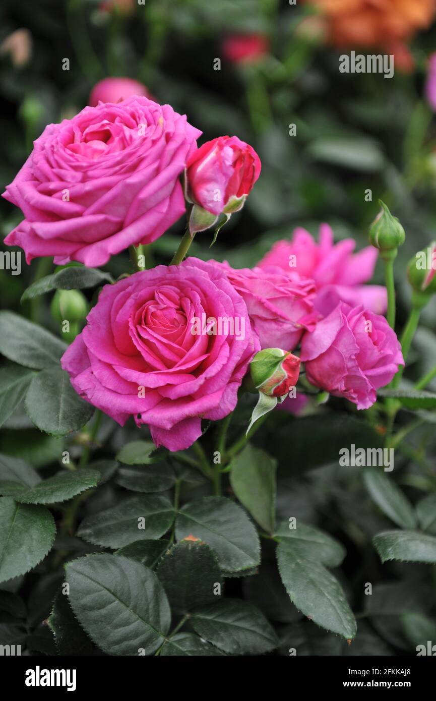 Pink floribunda rose (rosa) Claire Marshall blooms on an exhibition in May Stock Photo