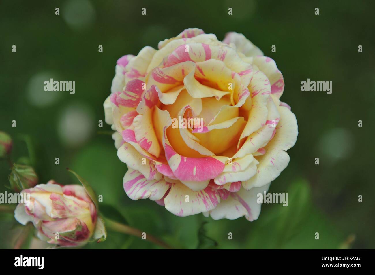 Yellow with pink stripes shrub rose (Rosa) Claude Monet blooms in a garden in June Stock Photo