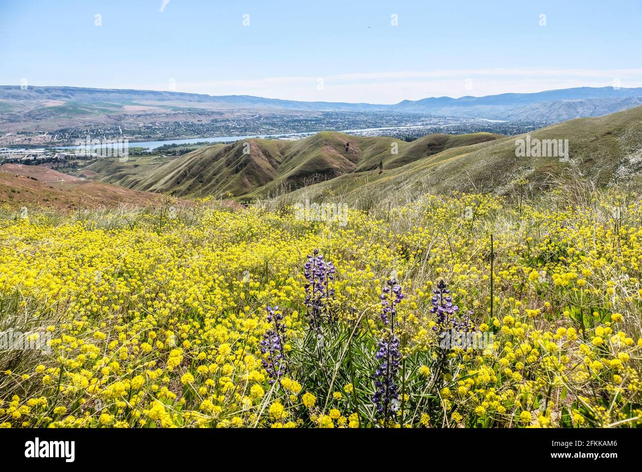 Bright and Colorful Wildflowers Arrowleaf Balsamroot Blooming at Foot