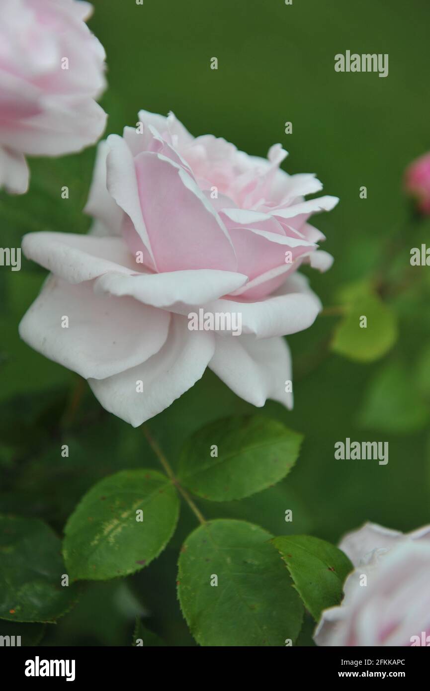 Light pink Hybrid Perpetual rose (Rosa) Clio blooms in a garden in June