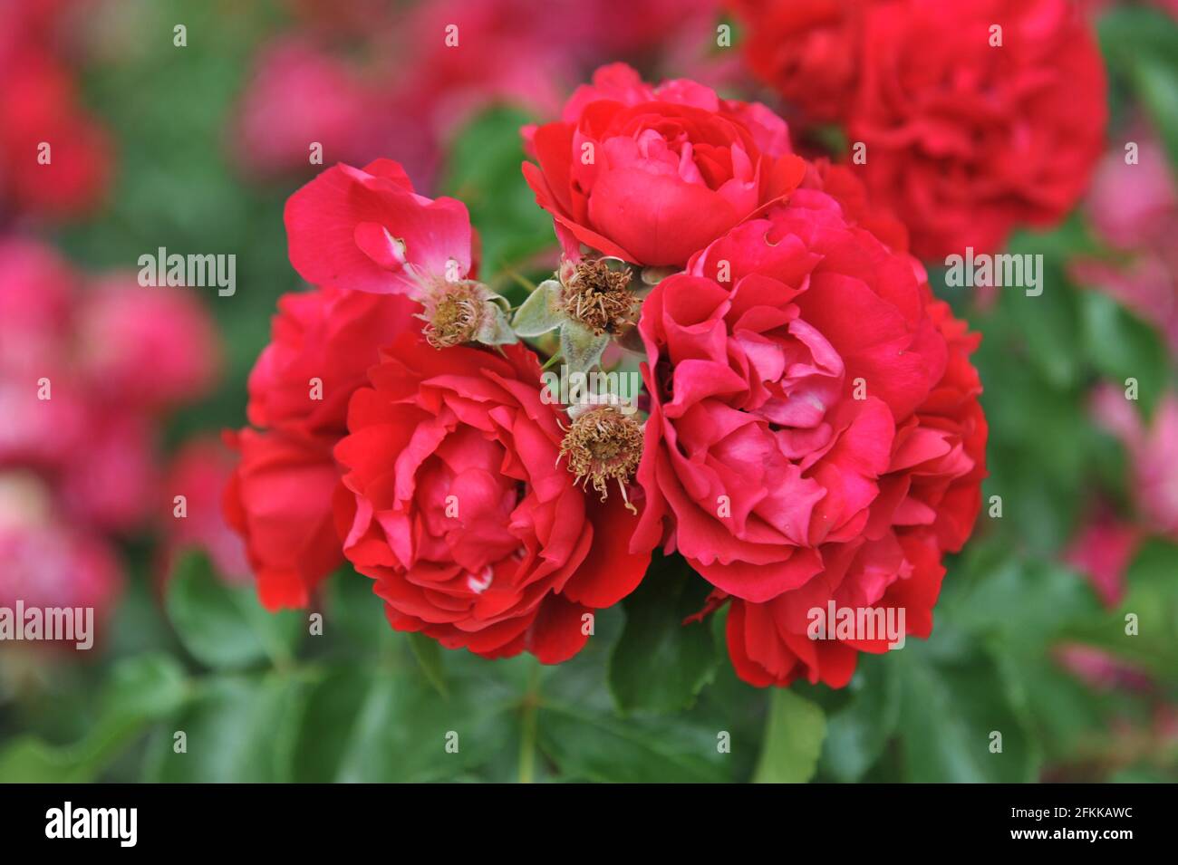 Red Floribunda rose (Rosa) Colossal Meidiland blooms in a garden in July Stock Photo