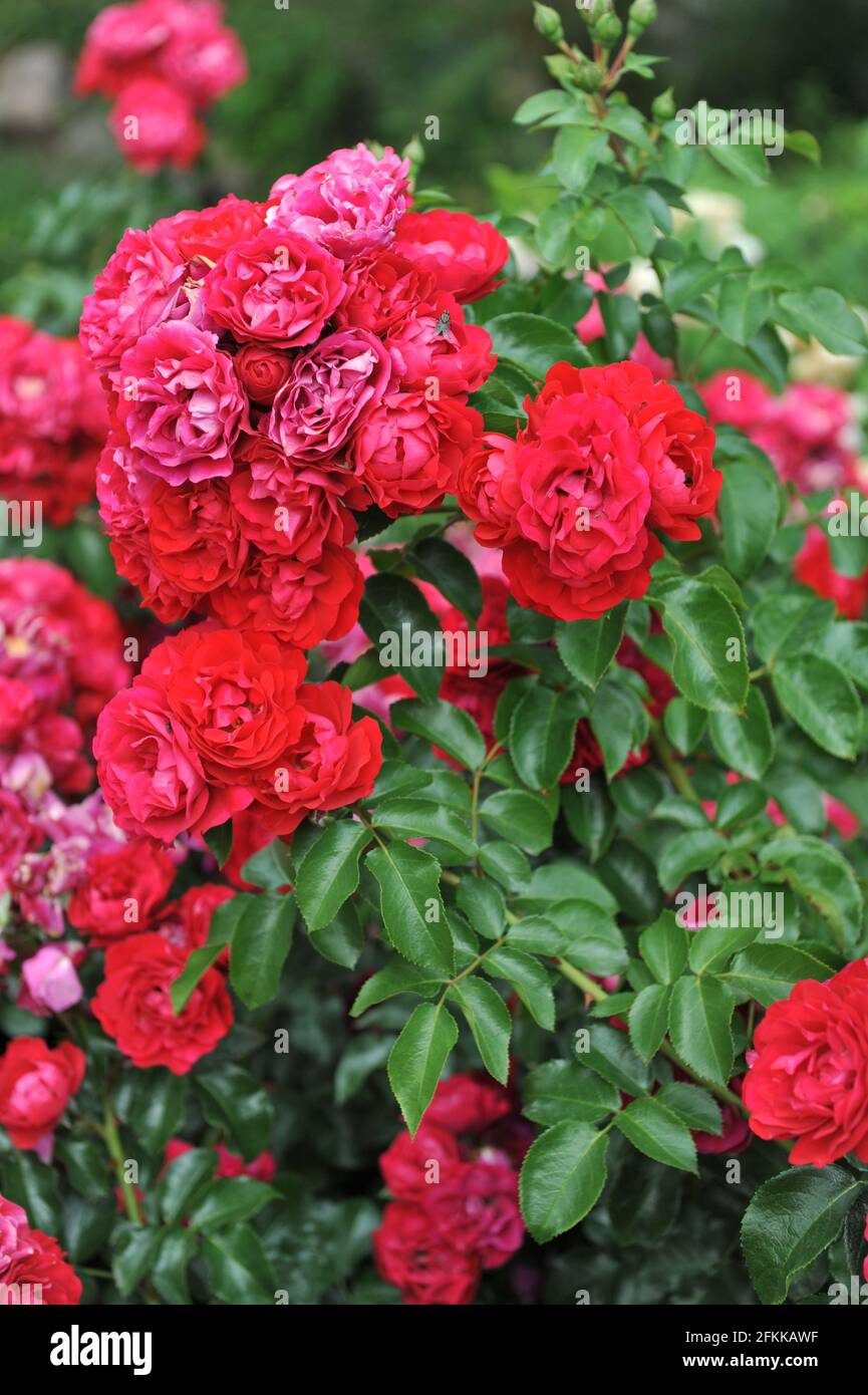 Red Floribunda rose (Rosa) Colossal Meidiland blooms in a garden in July Stock Photo