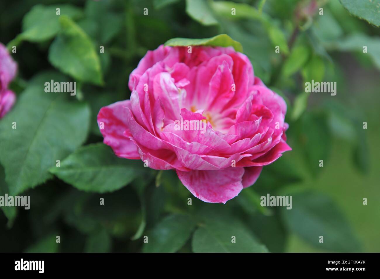 Pink with purple stripes Hybrid Perpetual rose (Rosa) Commandant ...