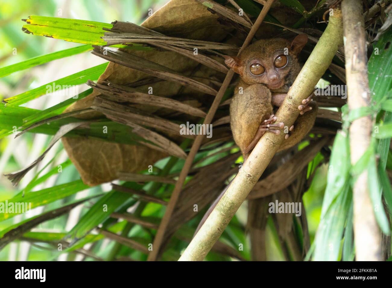 Tarsier sitting on a branch withgreen leaves. The smallest primate in ...