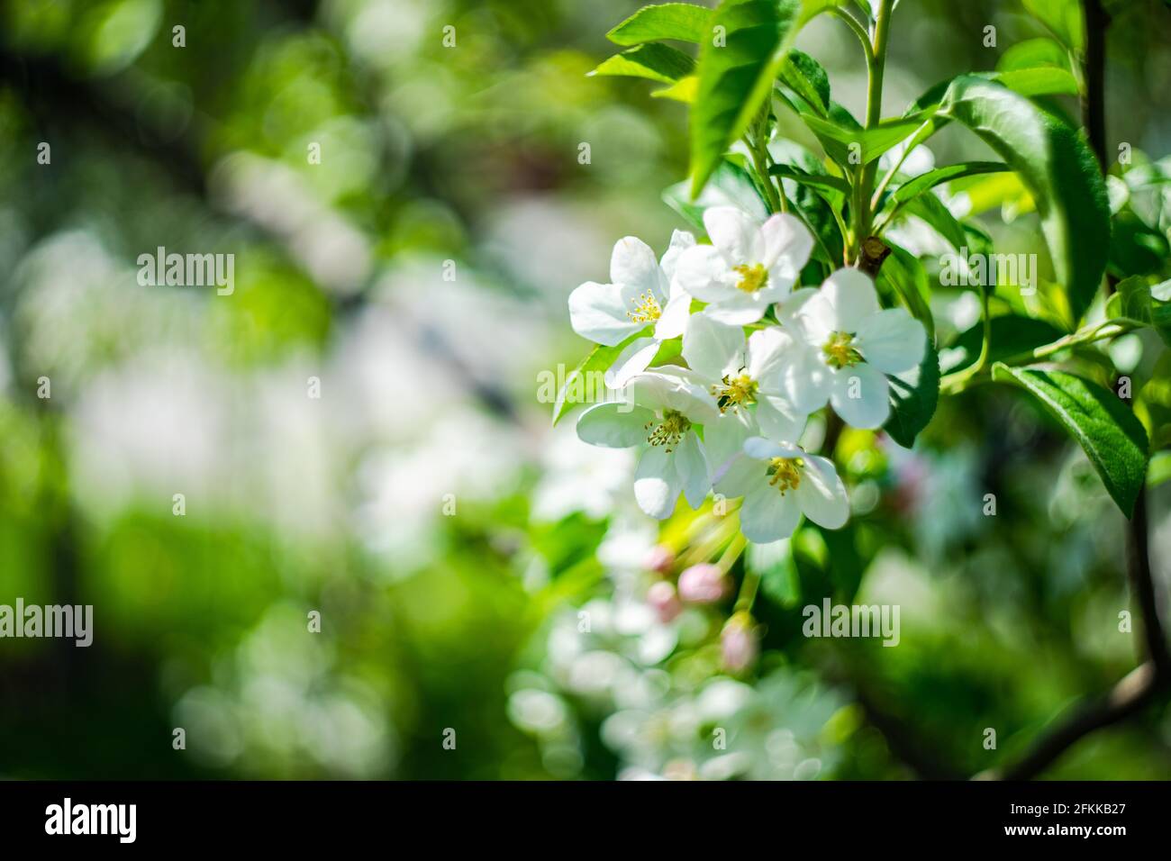 willowleaved or weeping pear blooming tree in a garden Stock Photo Alamy