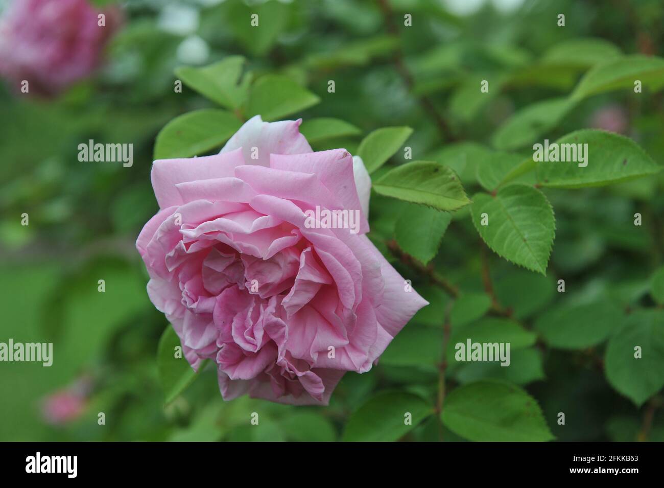 Pink Hybrid Rugosa rose (Rosa)  Conrad Ferdinand Meyer blooms in a garden in July Stock Photo
