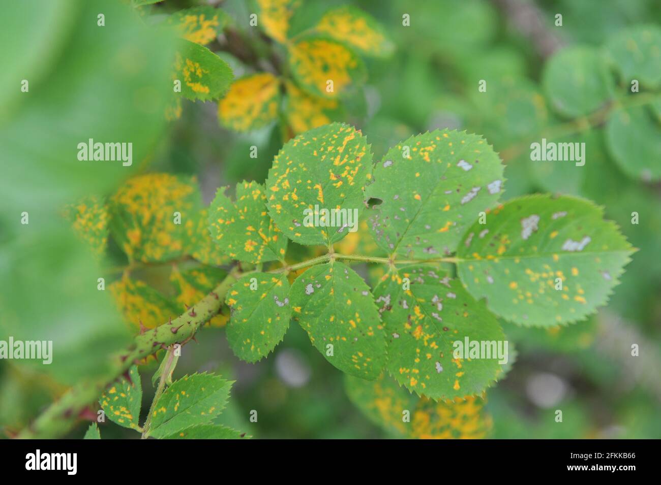 Rust disease on the leaves of a Hybrid Rugosa rose (Rosa) Conrad Ferdinand Meyer in a garden in July Stock Photo