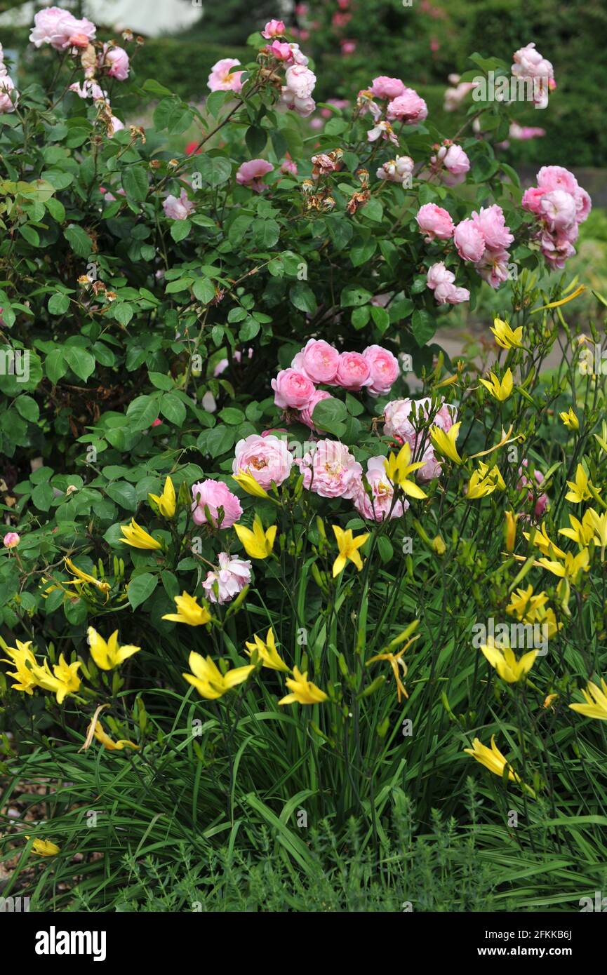 Pink shrub English rose (rosa) Constance Spry blooms together with yellow daylilies (Hemerocallis) in a garden in June Stock Photo
