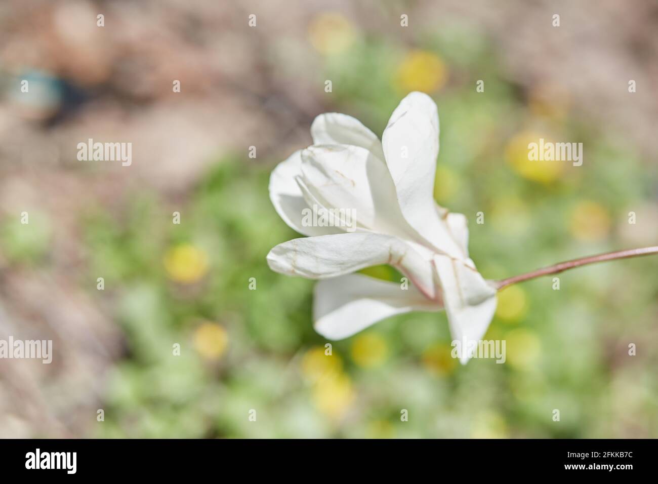 Magnolia tree flower close up. Spring time. Season background with copy space. Botanical garden in april. High quality photo Stock Photo