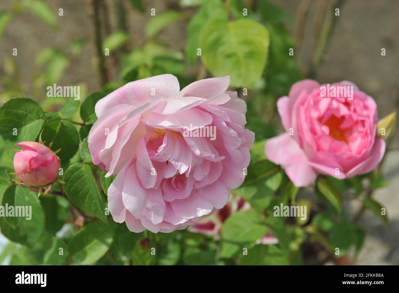 Pink shrub English rose (rosa) Constance Spry blooms in a garden in May Stock Photo