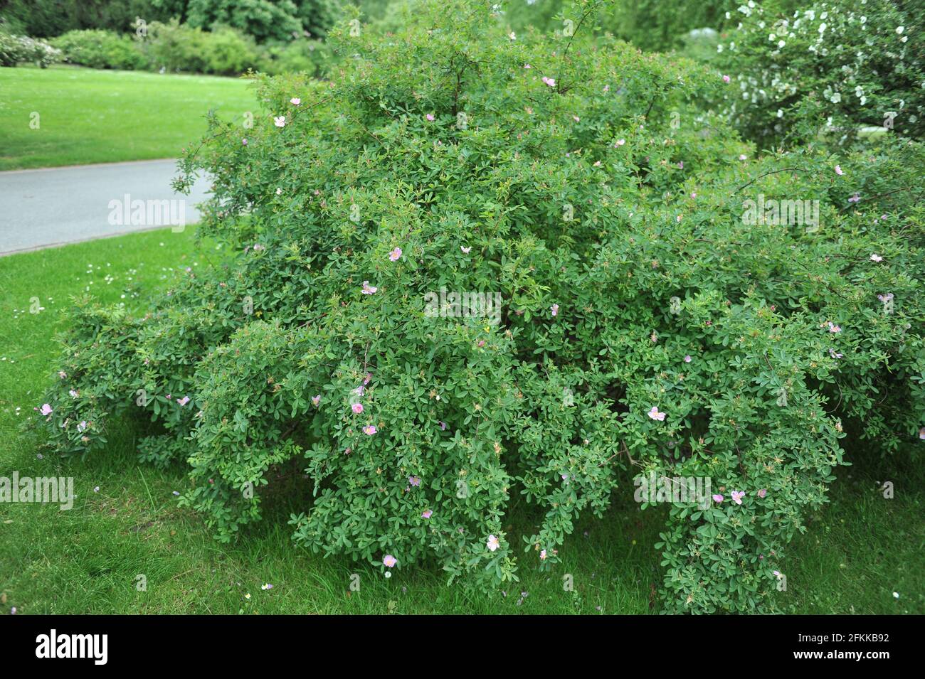 Light pink species Lederrose (Rosa coriifolia) blooms in a garden in June Stock Photo