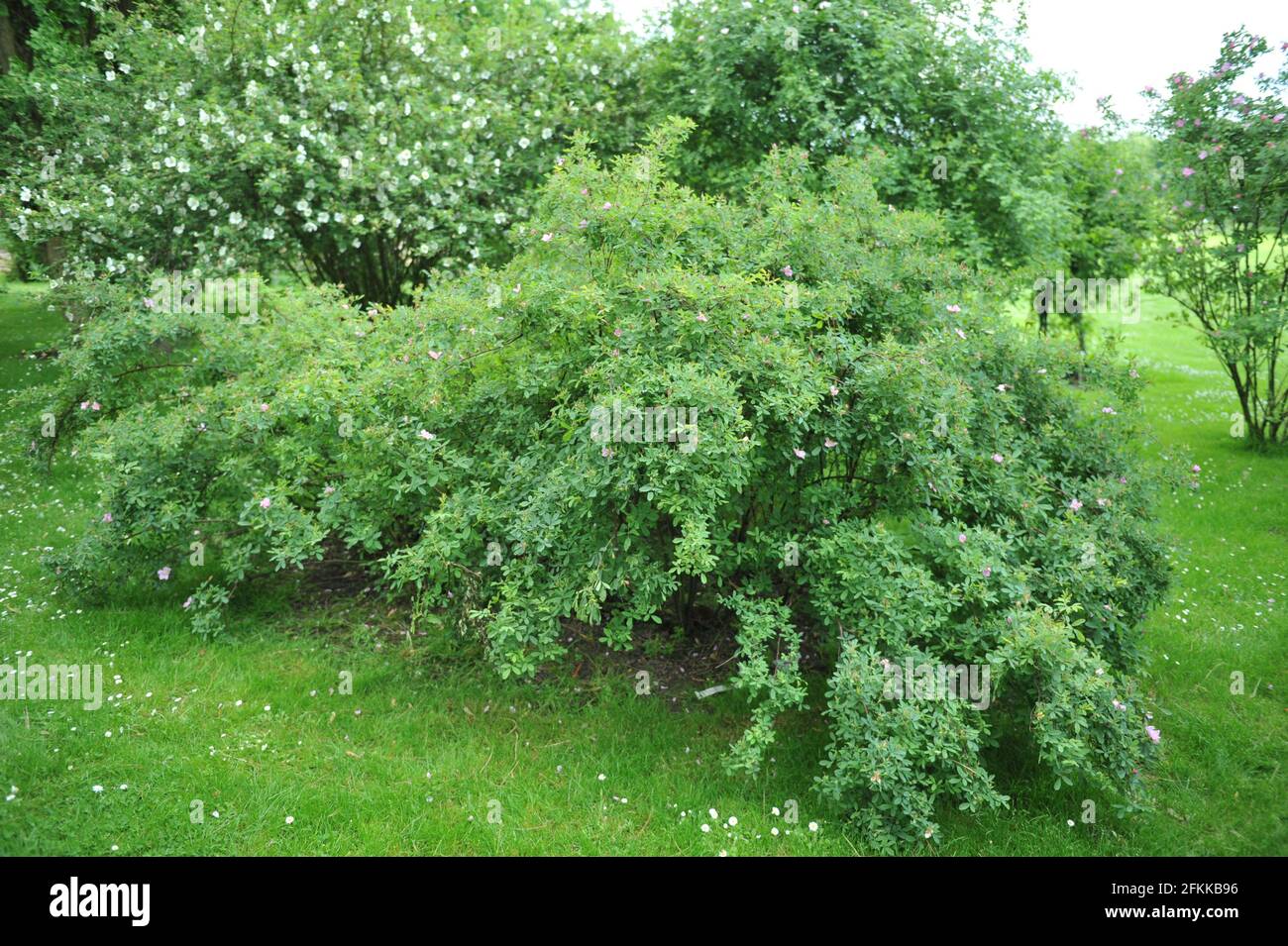 Light pink species Lederrose (Rosa coriifolia) blooms in a garden in June Stock Photo