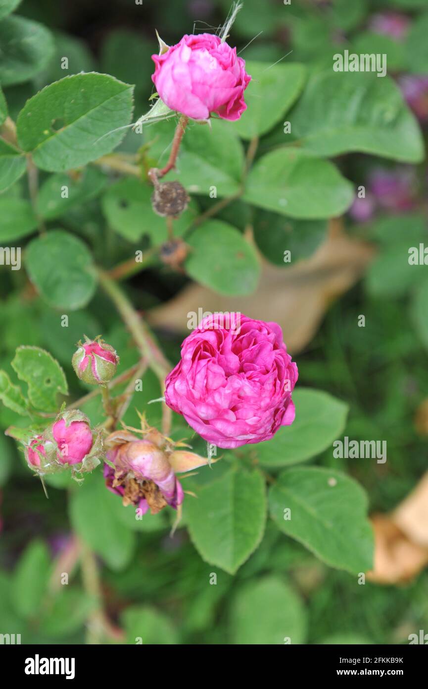 Crimson Hybrid Setigera rose (rosa) Corporal Johann Nagy blooms in a