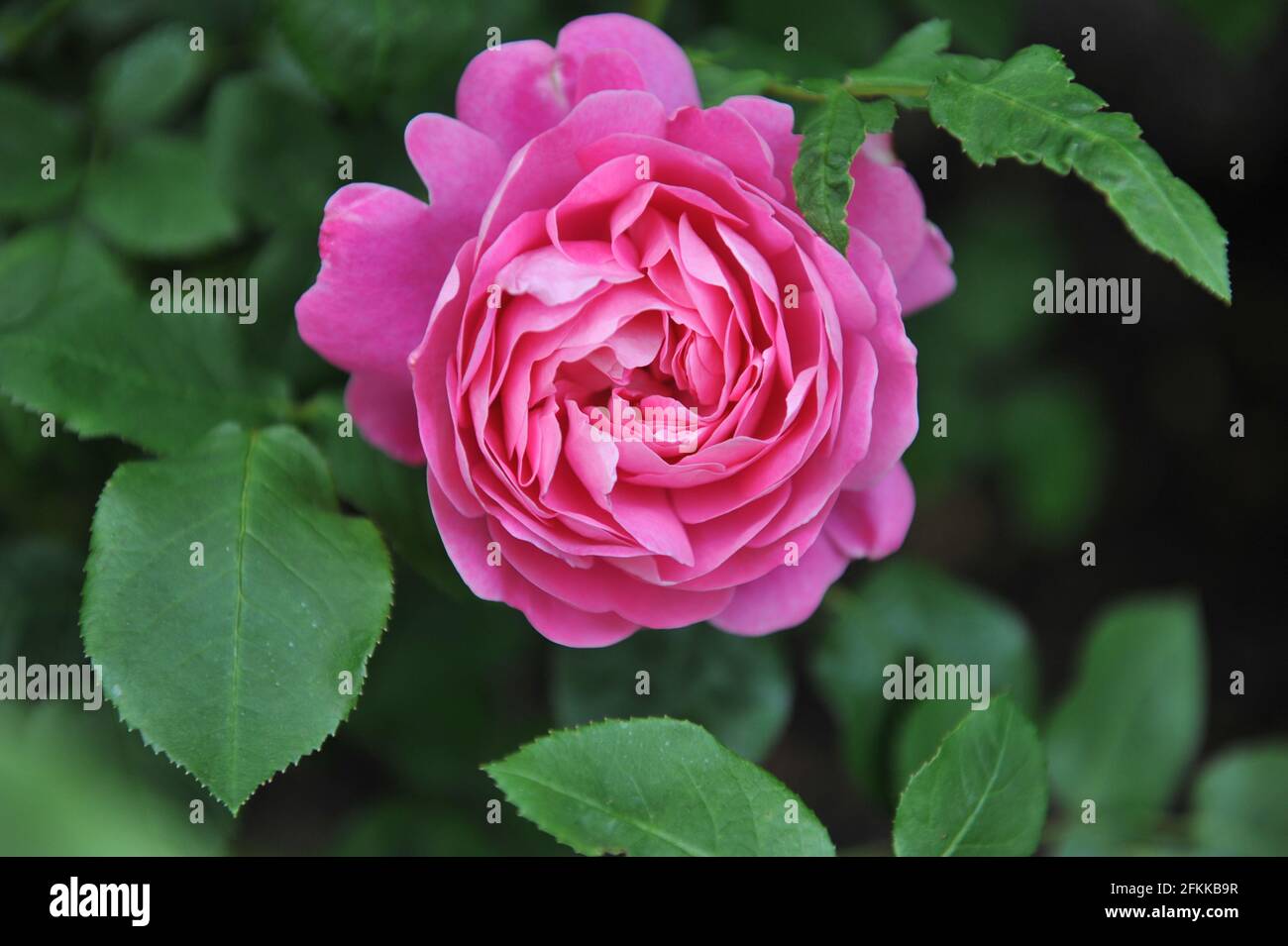 Pink shrub English rose (rosa) Corvedale blooms in a garden in May Stock  Photo - Alamy