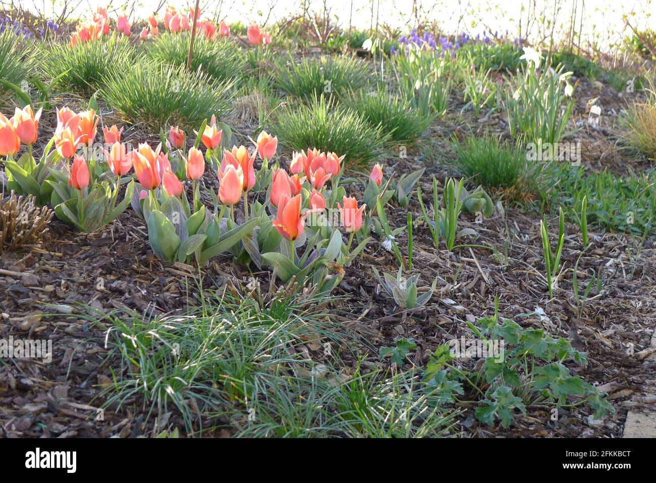 Orange-red Greigii tulips (tulipa) Calypso with striped leaves bloom in a garden in April Stock Photo