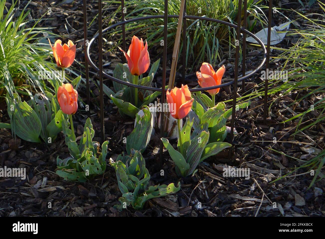 Orange-red Greigii tulips (tulipa) Calypso bloom in a garden in April. Its striped leaves are damaged  by slugs and snails Stock Photo