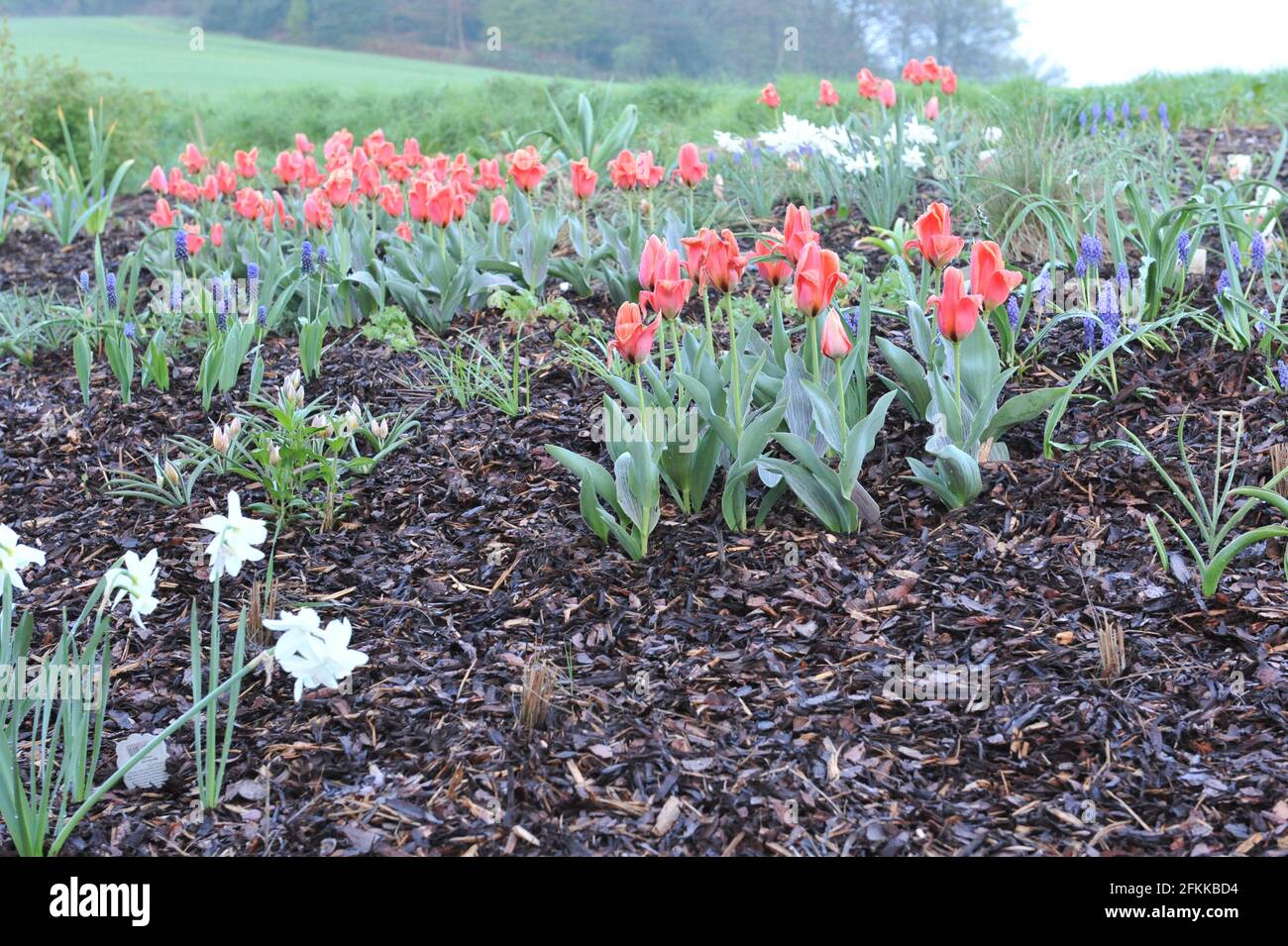 Orange-red Greigii tulips (tulipa) Calypso with striped leaves bloom in a garden in April Stock Photo