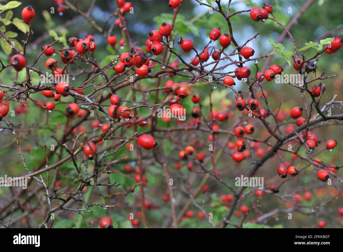 Red hips of Rosa corymbifera in a garden in October Stock Photo