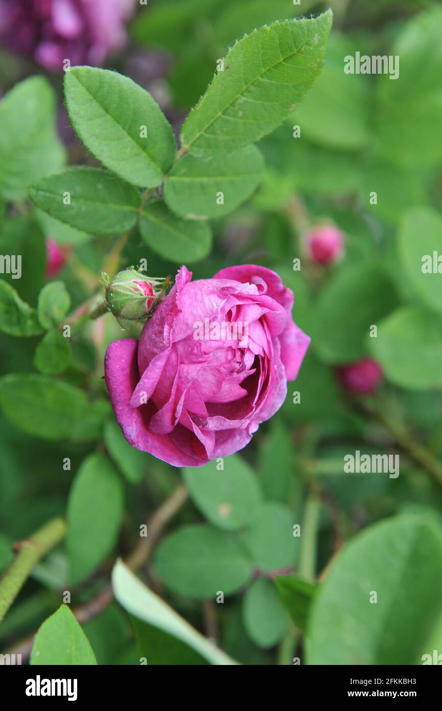 Mauve Provins rose (Rosa gallica) Cosimo Ridolfi blooms in a garden in June Stock Photo