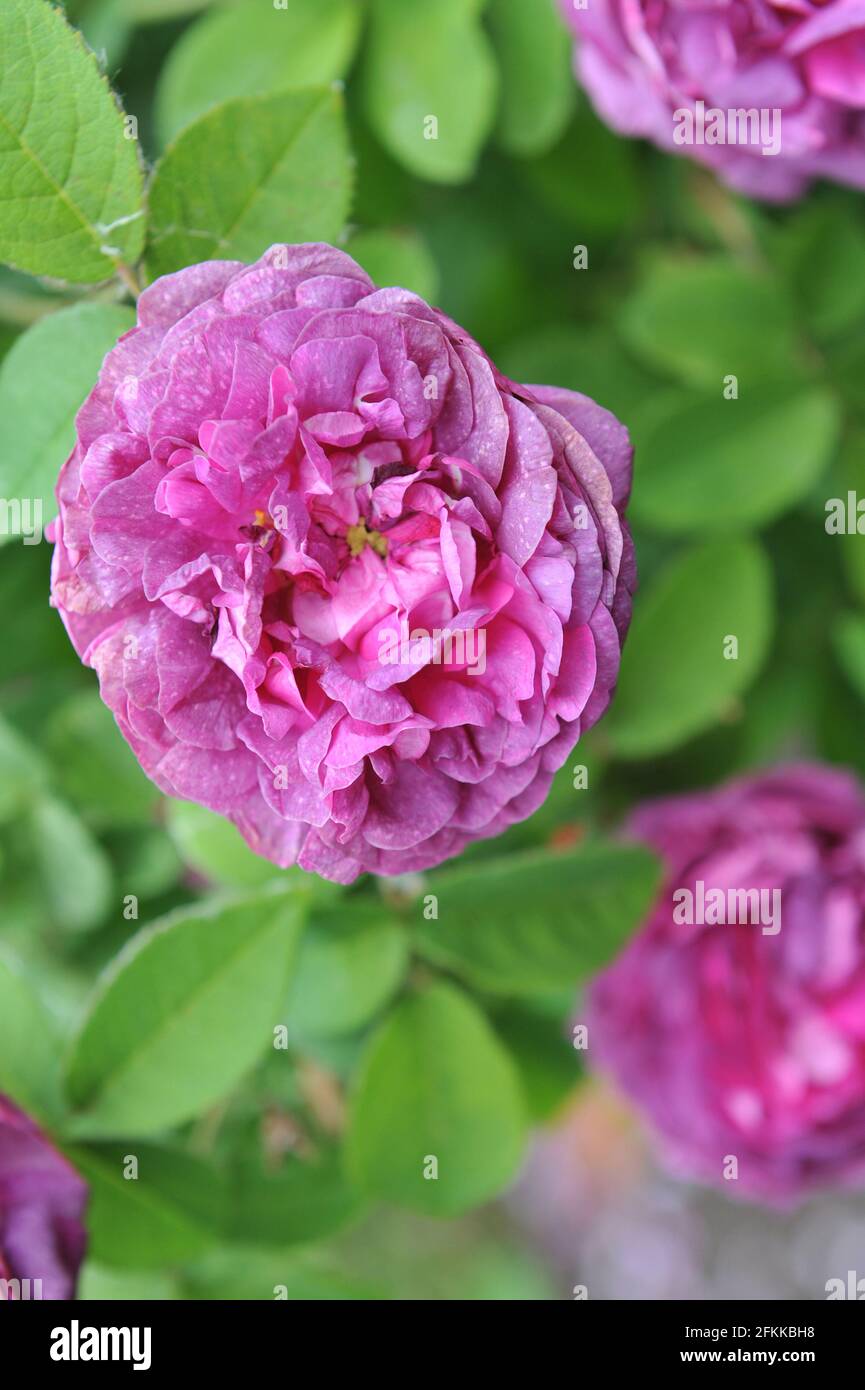 Mauve Provins rose (Rosa gallica) Cosimo Ridolfi blooms in a garden in June Stock Photo