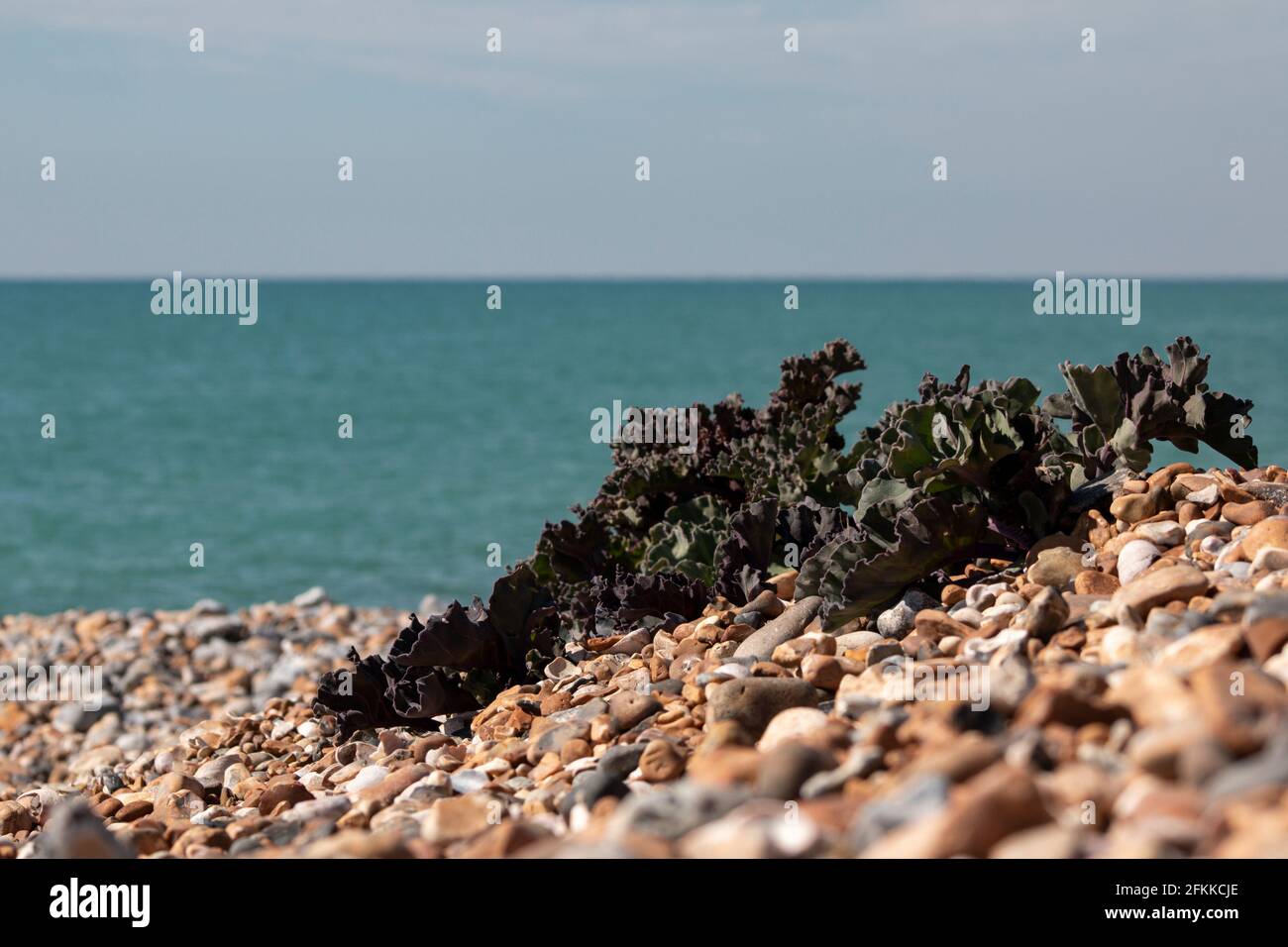 Sea kale growing on the pebbles of East Preston Beach, West Sussex, UK Stock Photo