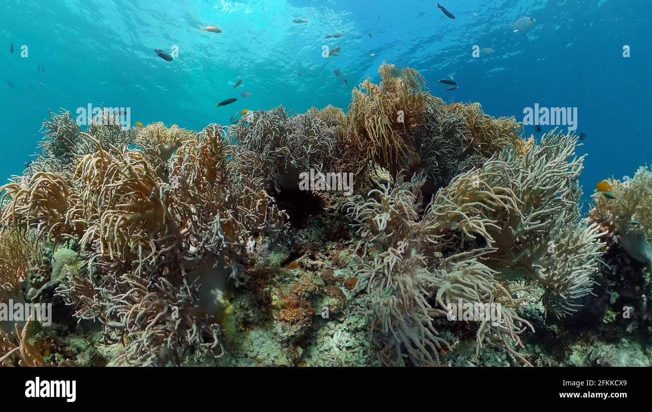 Underwater fish reef marine. Tropical colorful underwater seascape with ...