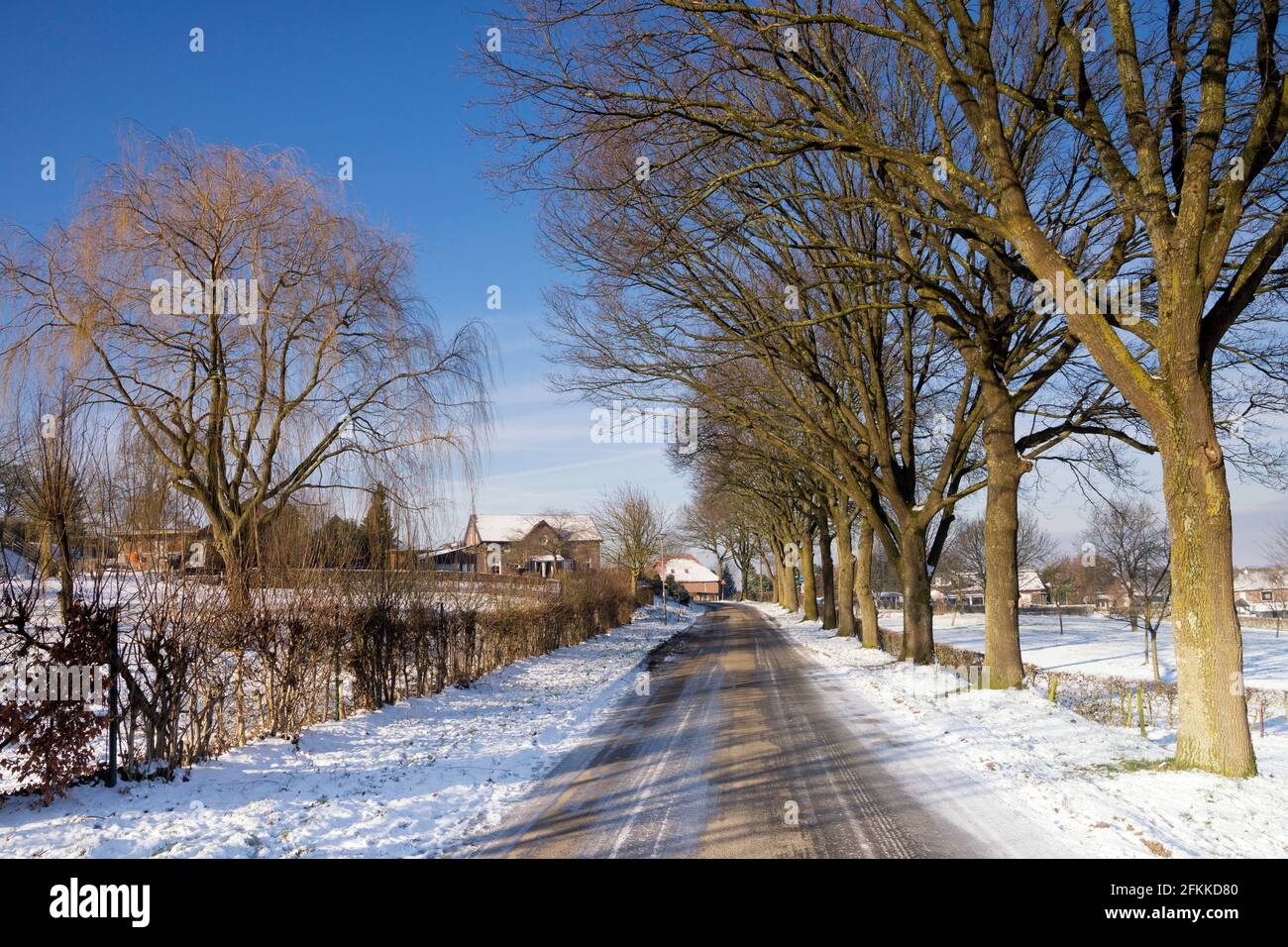 Road between trees surrounded by a snowy landscape Stock Photo - Alamy