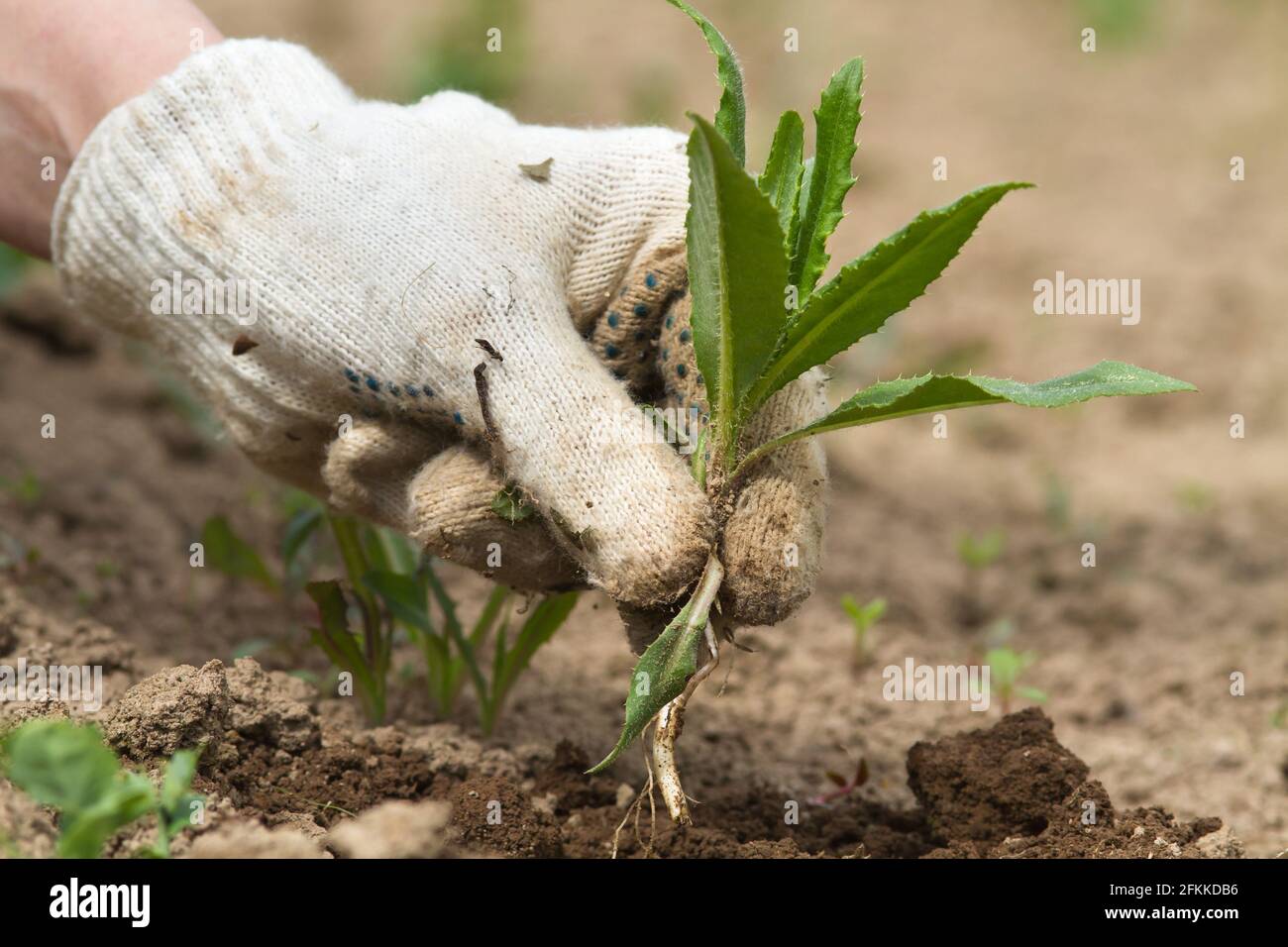 a gloved hand of the gardener holds a weed (sow thistle) plucked from the ground, closeup Stock Photo