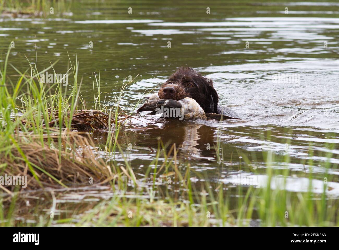 a hunting dog with a duck in its teeth swims to the grassy shore of the lake Stock Photo