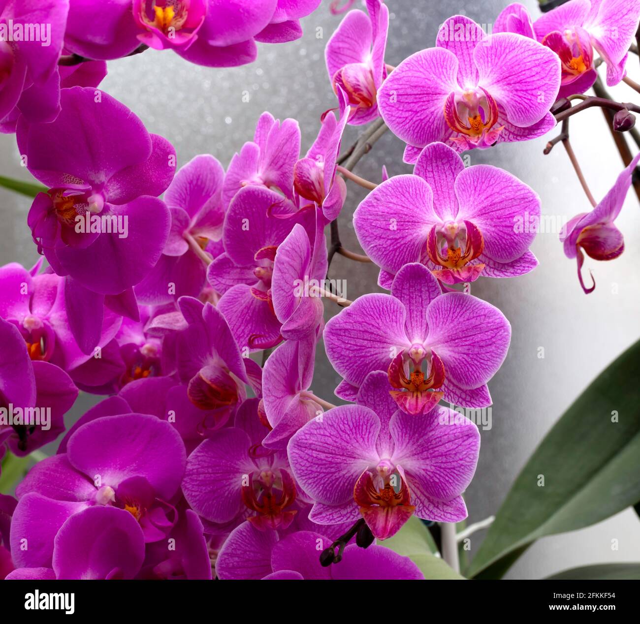 light purple orchid background with a wet glass in the greenhouse Stock Photo