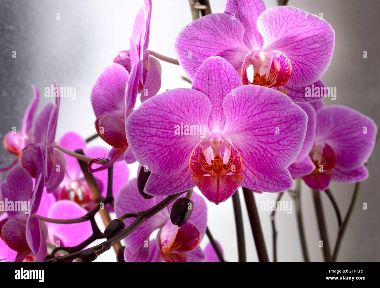 light purple orchids on gray background Stock Photo